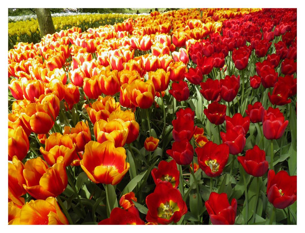 Dutch tulip field used with written permission from William Robison @AvoyaNetwork.com